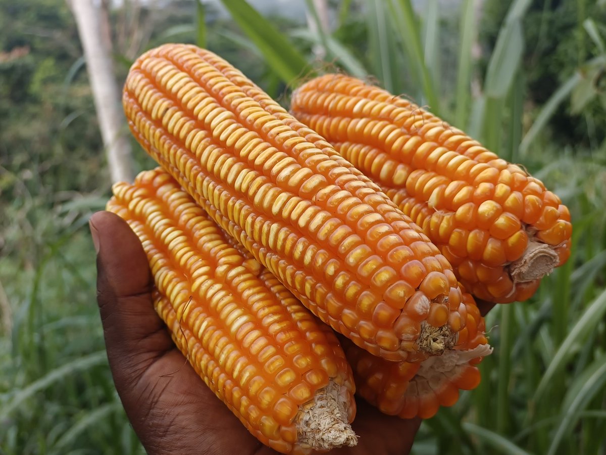 TabiJoda1's tweet image. Agriculture is the bedrock of every society. 

No food no life, no good food no good life. 

Let's grow good food and nature healthy communities where everyone eats well, lives happily and grows peacefully 

#goodfood #agribusiness