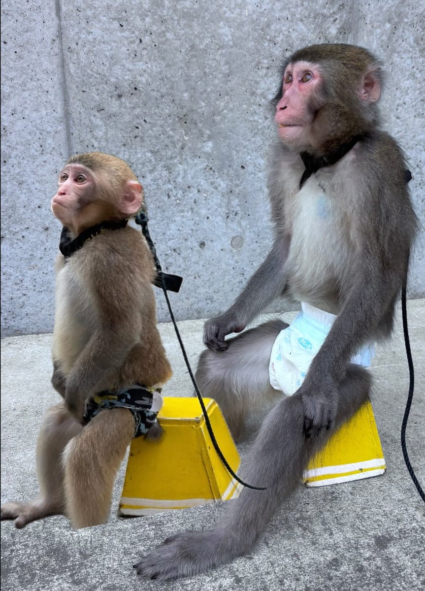0歳のGenくん←   3歳のGenくん→
顔がのびました。🤣

#猿まわし　#猿　#ニホンザル　#monkey #animal