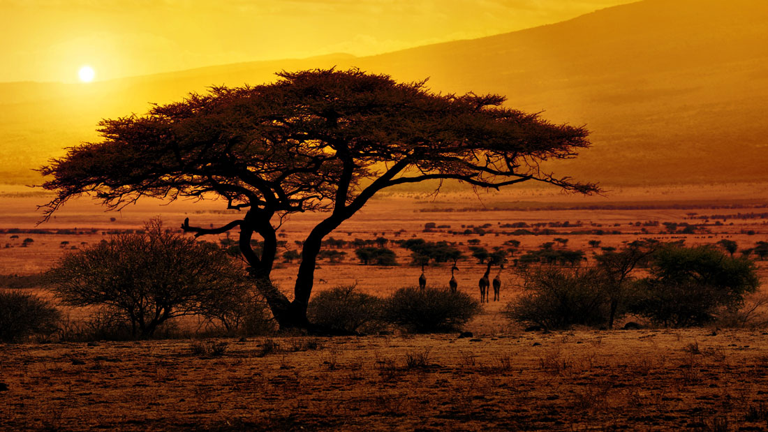 Mundo Negro tweet media