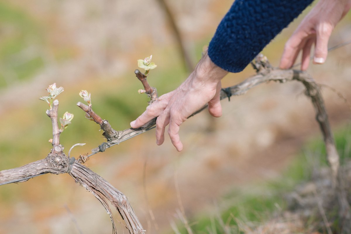 VintWinePort's tweet photo. New life in the Douro 🌱
Buds are beginning to swell on the Quevedo vines — that magical moment when a new vintage is just about to burst into life. 🍇🍷

https://t.co/j3FwZM3wNd

#Quevedo #DouroValley #VineyardLife #BudBreak #PortWine #VintageWineAndPort https://t.co/W80o1iYMdk