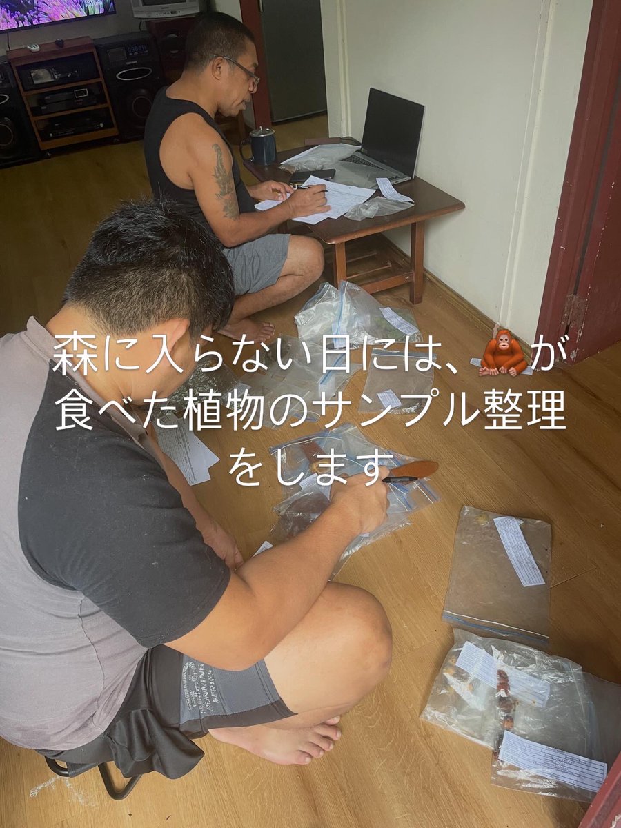 ourc_jp's tweet photo. オランウータン調査 https://t.co/kNyGnA3GXj