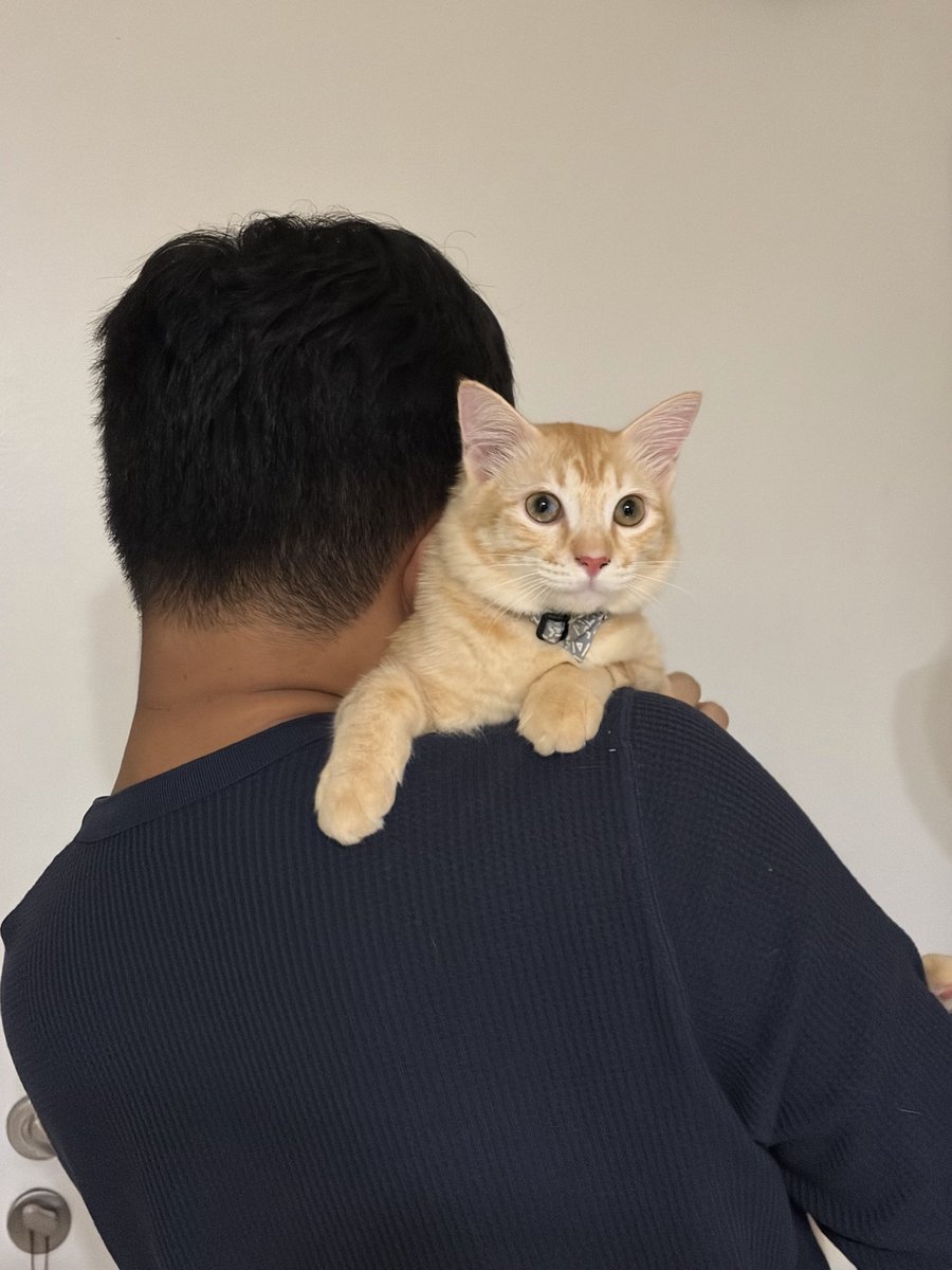 Idrina Germani tweet media