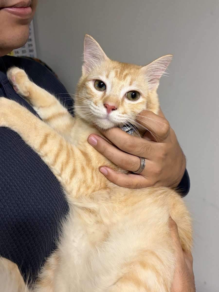 Idrina Germani tweet media