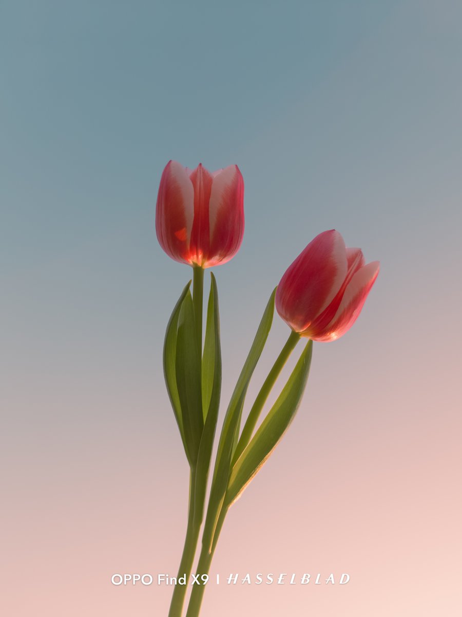 OPPO Japan tweet media