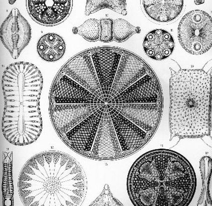 魚の気持ち部長 tweet media