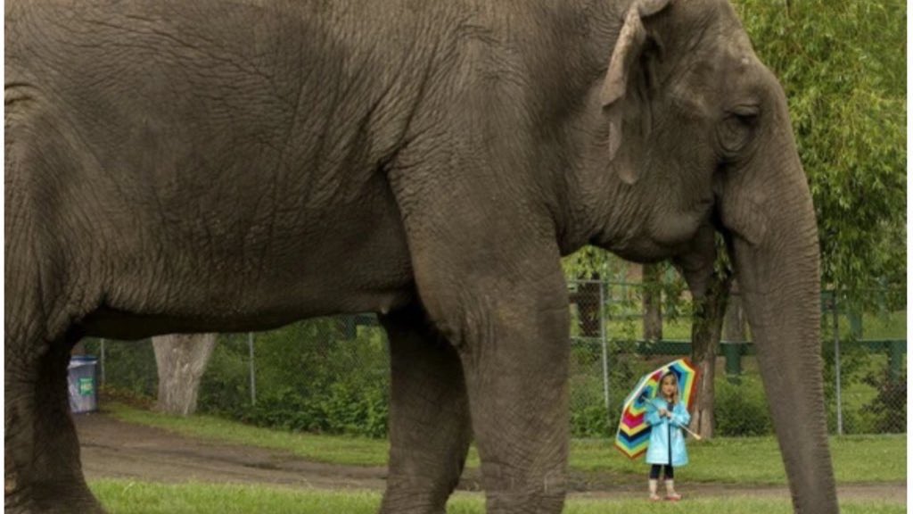 Cosmicbrigade's tweet photo. Morning world 10/03/2026
A gentle reminder that π #Lucy is still locked in #EVZoo captivity when two sanctuaries have offered her a home with other ππ & she still has the offer of π transport & world renowned πexperts waiting to take her safely to #Sanctuary
@EdmontonClerk https://t.co/J6SJ9hqaLm