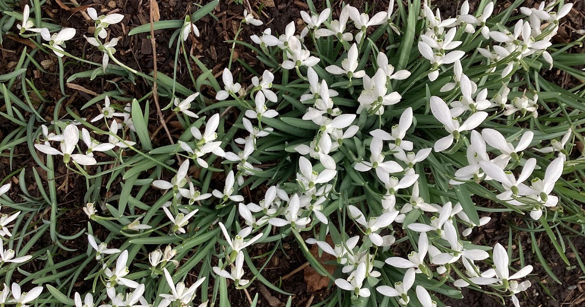 Sheila Webber tweet media