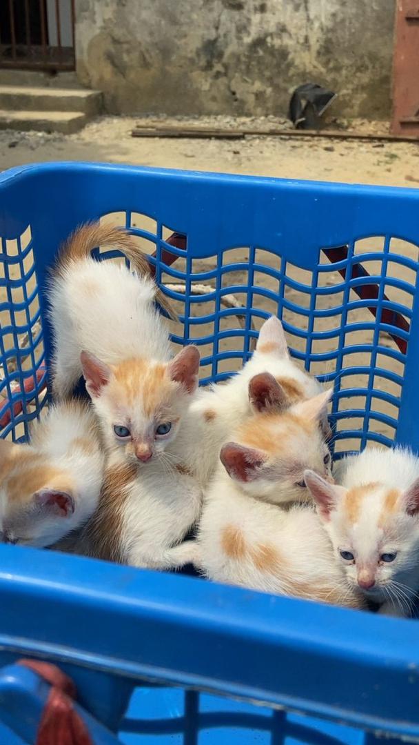 catnaija tweet media