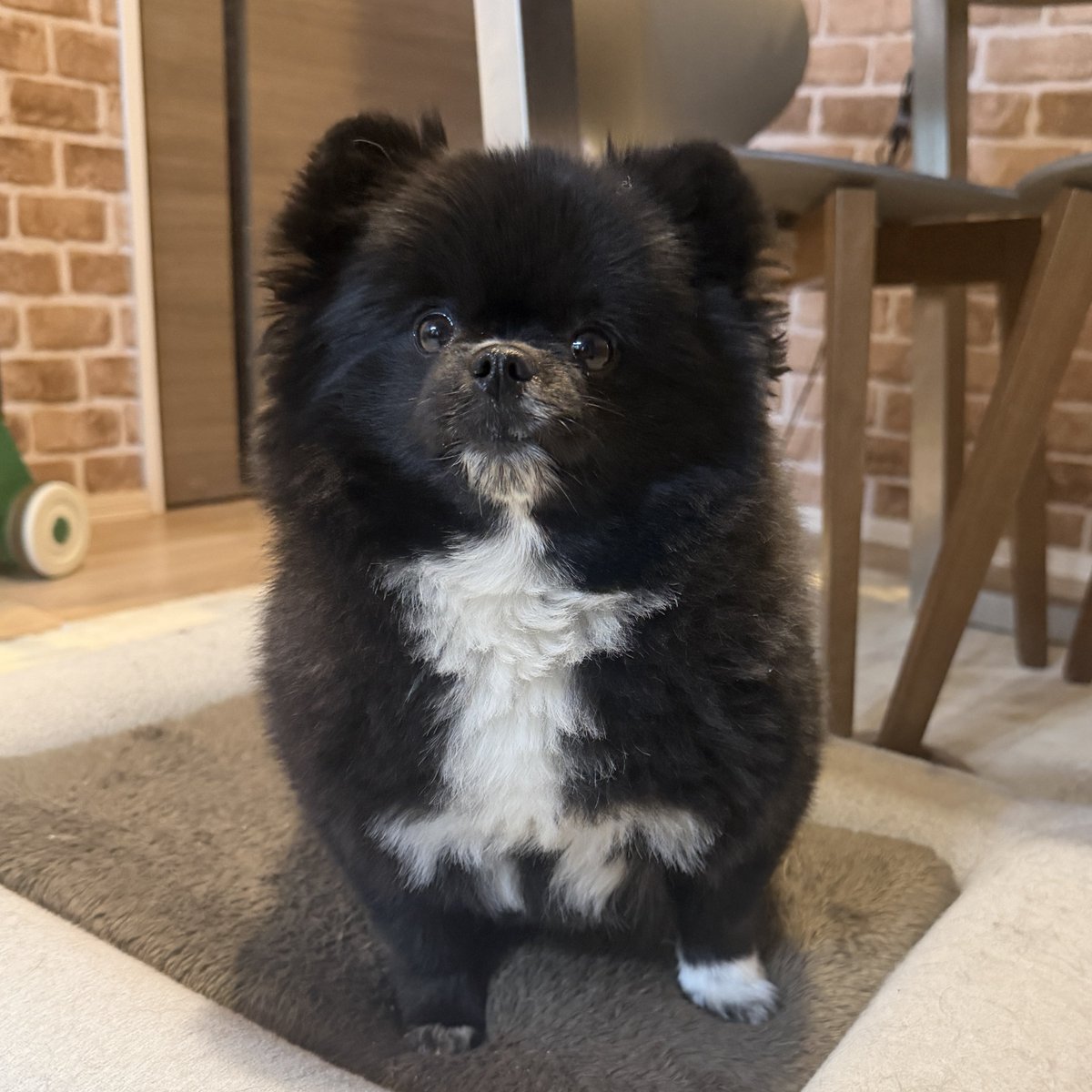 kutsu_shigatanu's tweet photo. 動物病院で
「たぬきの中でも特に脚が短いですね」
と言われた犬 https://t.co/CeSBZvbBW2