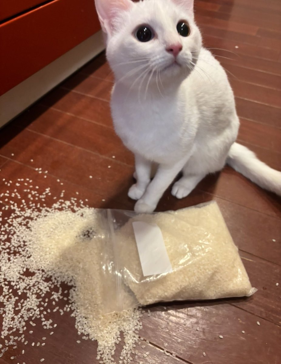 キムチ母‼️ tweet media