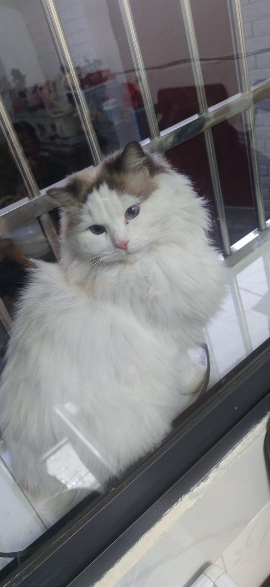 香辣鸡腿堡 tweet media