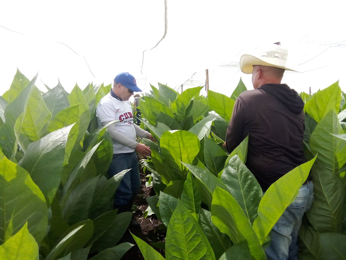 Anelys Ramírez González tweet media