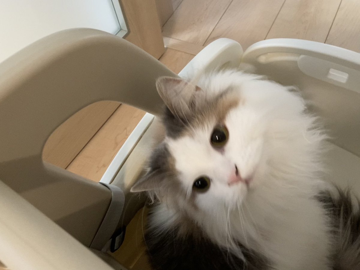 kinako_am's tweet photo. 手押し車に乗るきなこ #猫のいる暮らし𓏲𓎨 https://t.co/nYdH3L5rTI