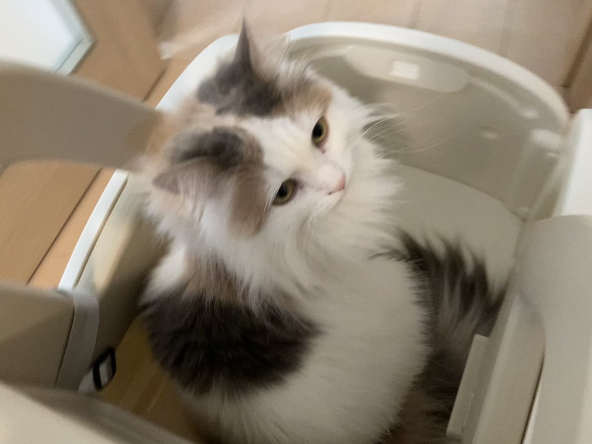 kinako_am's tweet photo. 手押し車に乗るきなこ #猫のいる暮らし𓏲𓎨 https://t.co/nYdH3L5rTI
