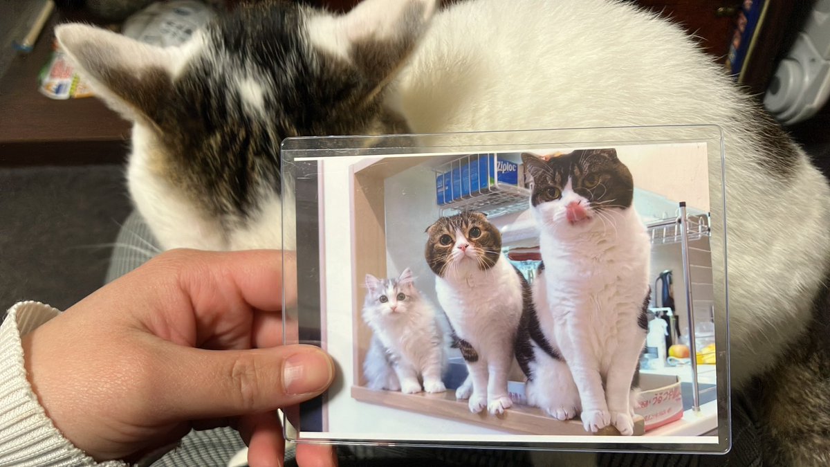 まぐろ&しゃこ&うに tweet media