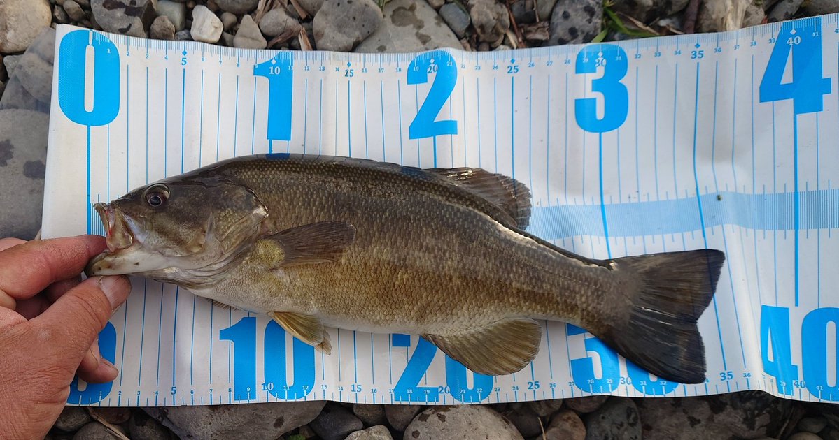 Noir(ノワール) tweet media