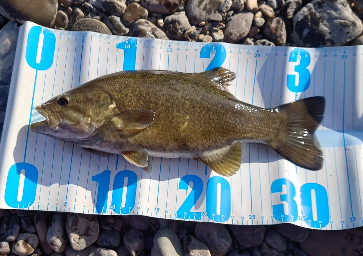 Noir(ノワール) tweet media