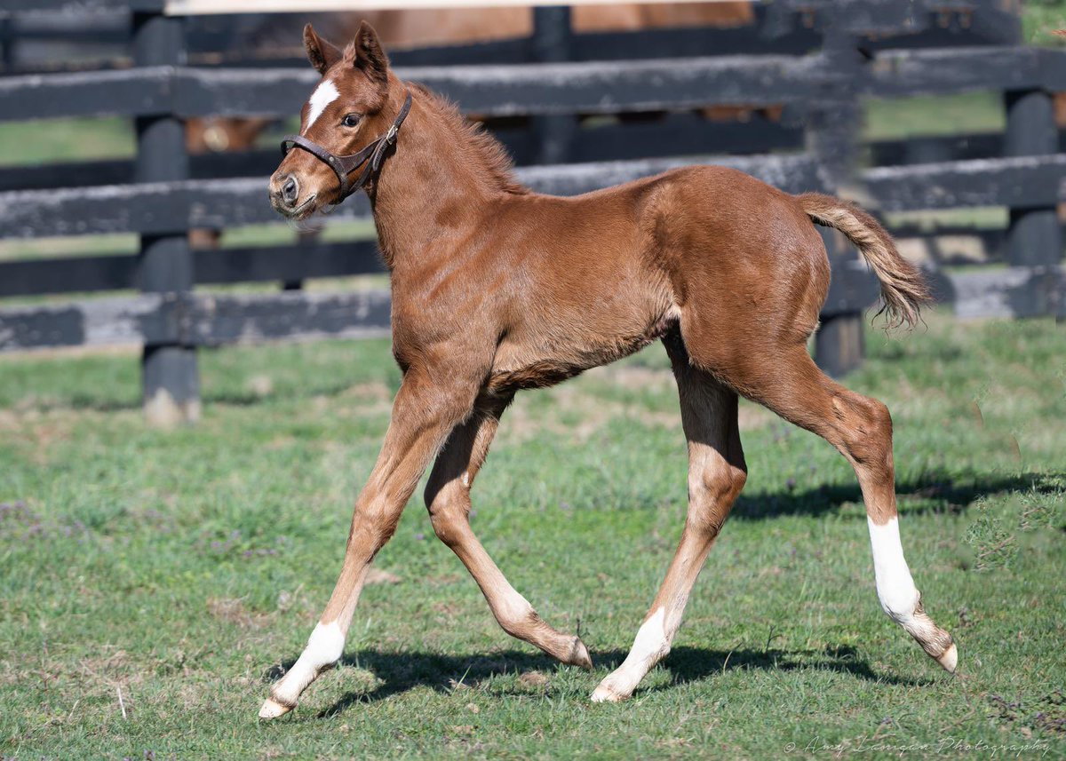 Blue Diamond Stud tweet media