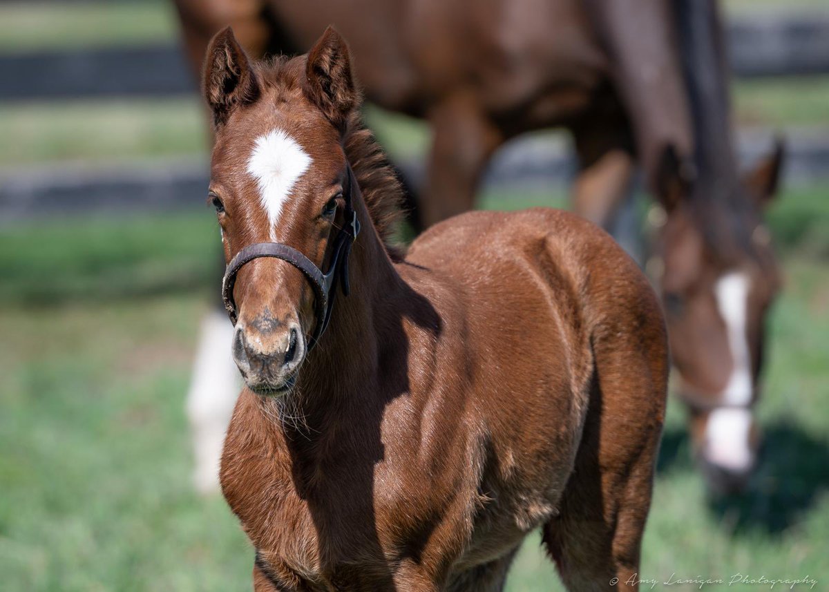 Blue Diamond Stud tweet media