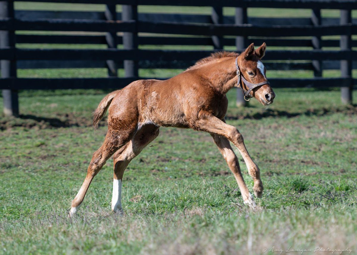 Blue Diamond Stud tweet media