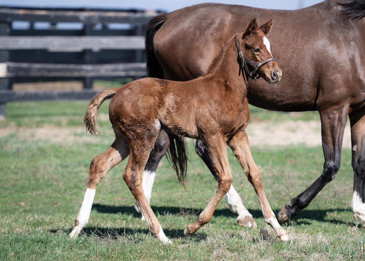 Blue Diamond Stud tweet media