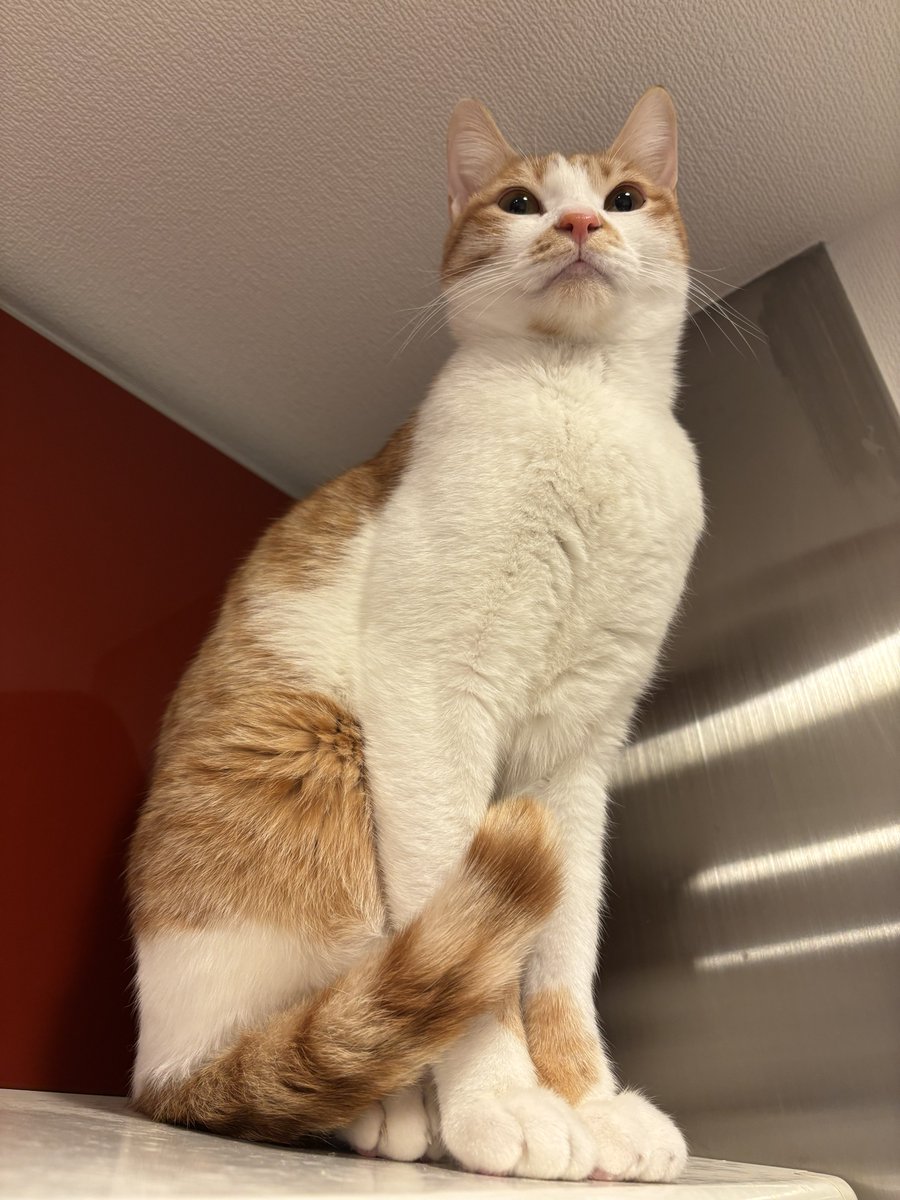 キムチ母‼️ tweet media