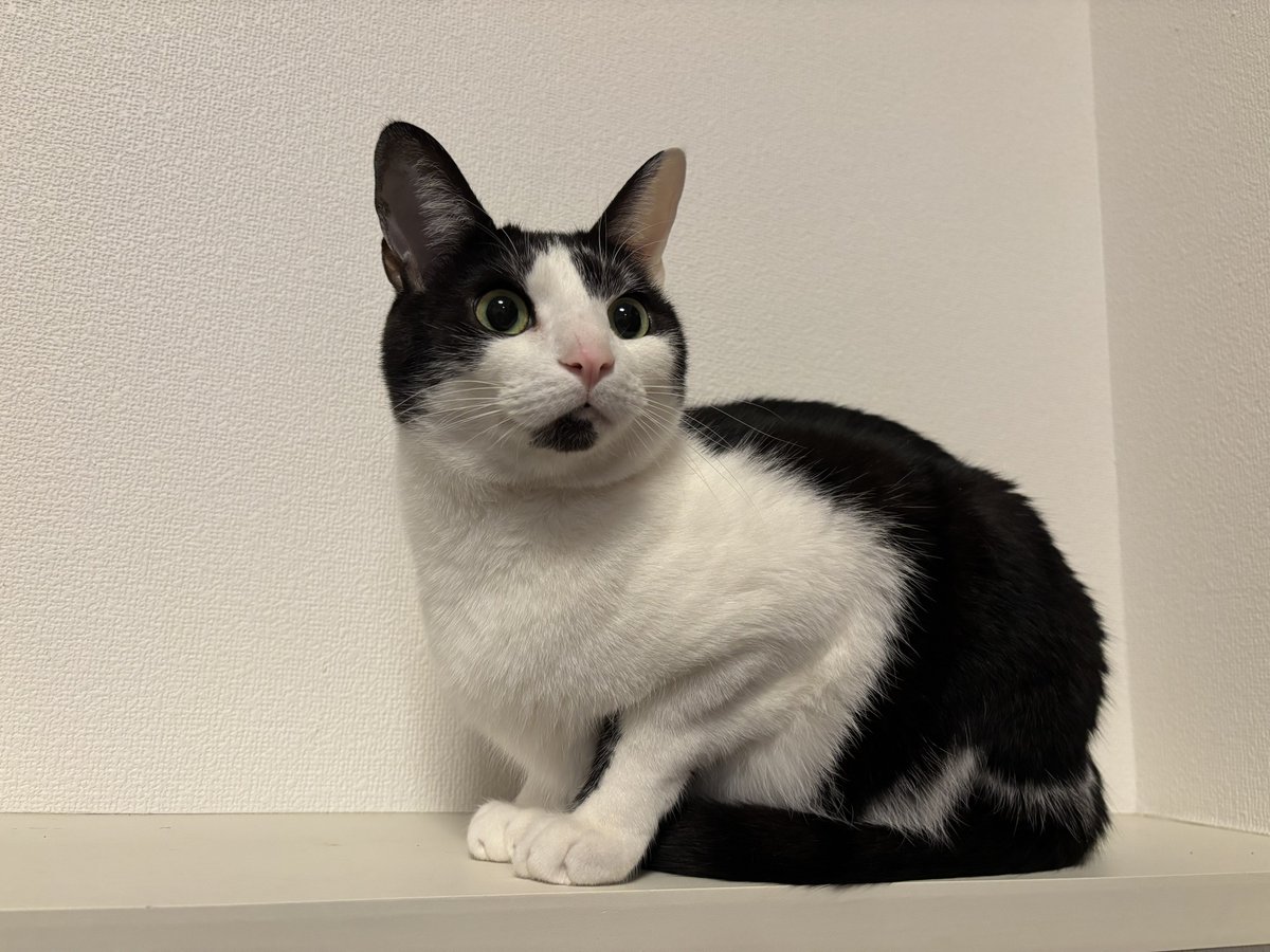 キムチ母‼️ tweet media