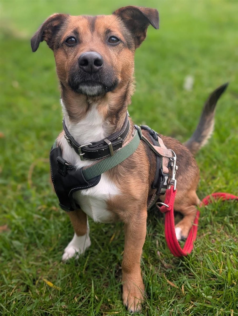 #rehomehour 
Ziggy 4 yr 2 month old Terrier, he's a friendly needy 
boy who needs a couple/single owner who can give 
him a lot of exercise, no children/pets, he does have 
some issues which need addressing, more info/adopt 
him from <a href="/BleakholtUK/">Bleakholt Official</a>
