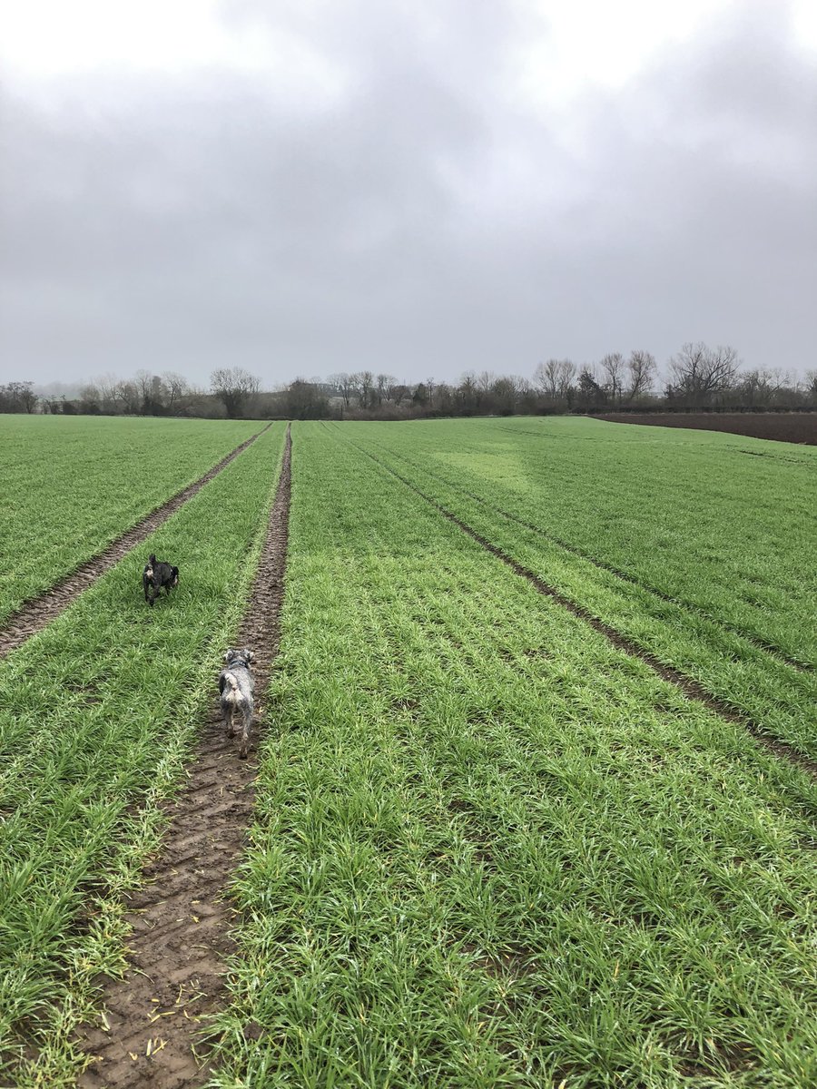 Samuel Deane tweet media