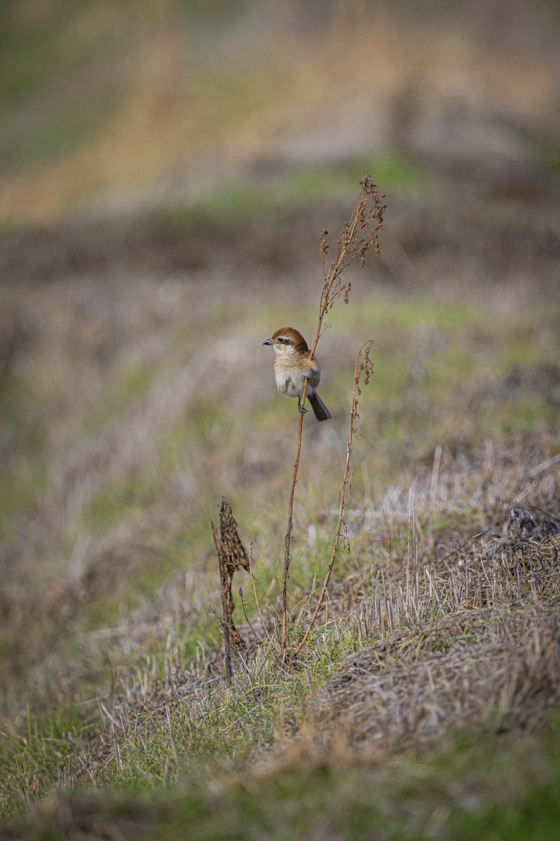 まいる tweet media