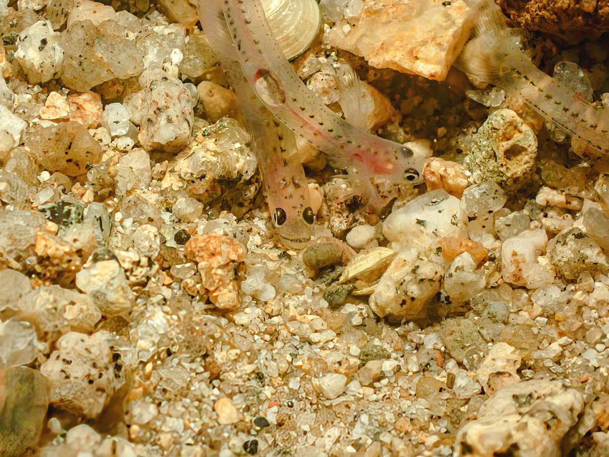 前回のシロウオの観察から約1週間後
遡上した個体の中にほんのりピンク色の個体が増えてきた。
もう産卵しそう。