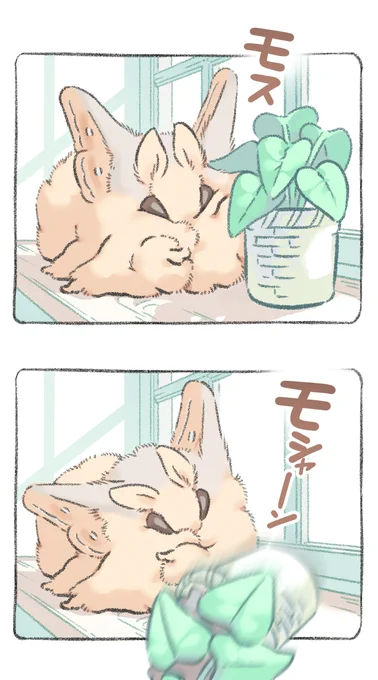 窓辺のモス 