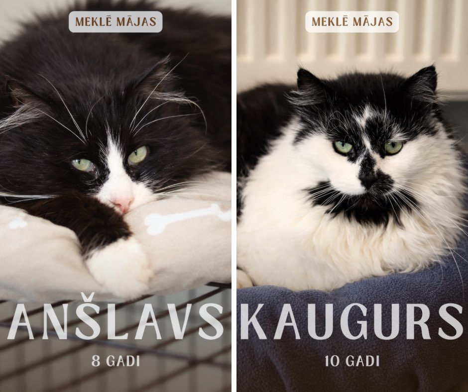😍 Paskatieties, kādi burvīgi jaunpienācēji pievienojušies mūsu draudzīgajai Remi ģimenei!

✅ Katrs no viņiem jau ir izgājis karantīnu un visas nepieciešamās medicīniskās procedūras, lai būtu gatavs doties mājās.

🏡 Kādam no kaķiem šīs būs pirmās īstās pavisam savas mājas,