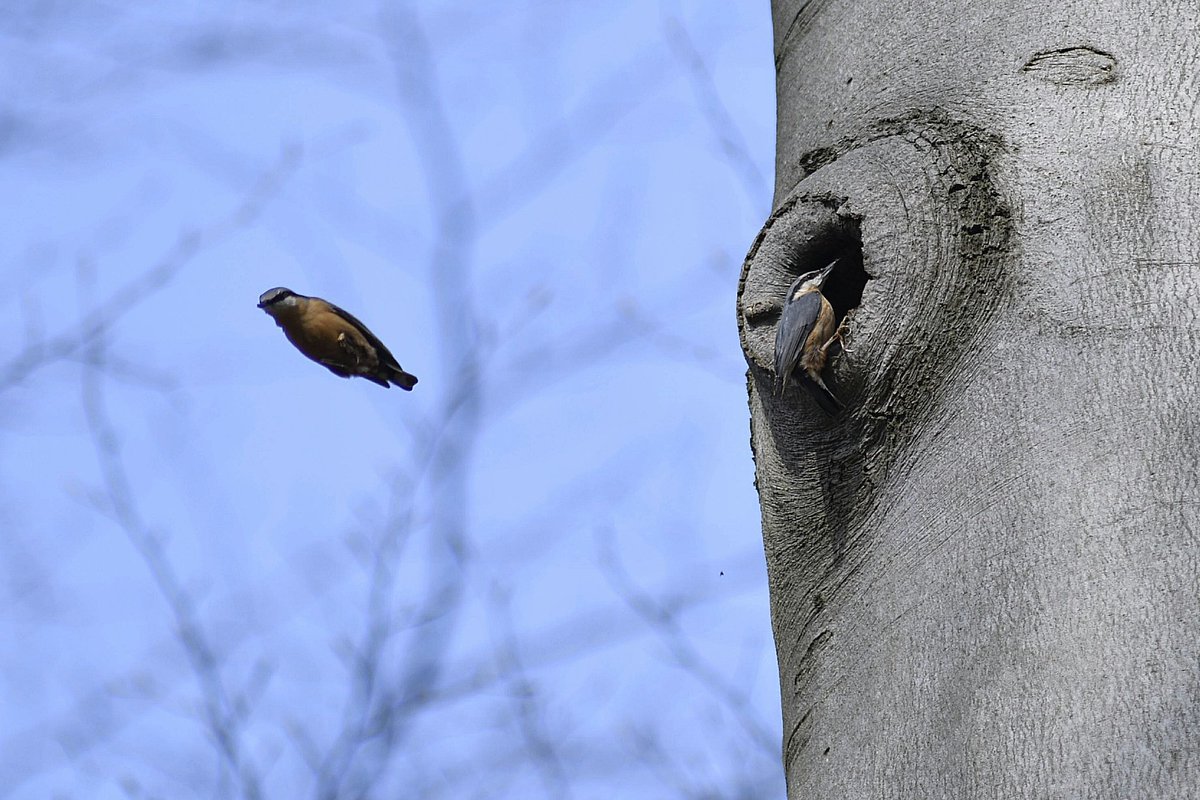 ReneBremer1's tweet photo. Prepping the house for Spring. 
Nikon 850 +Nikkor 300mm f2.8 https://t.co/mnqtDeDS54