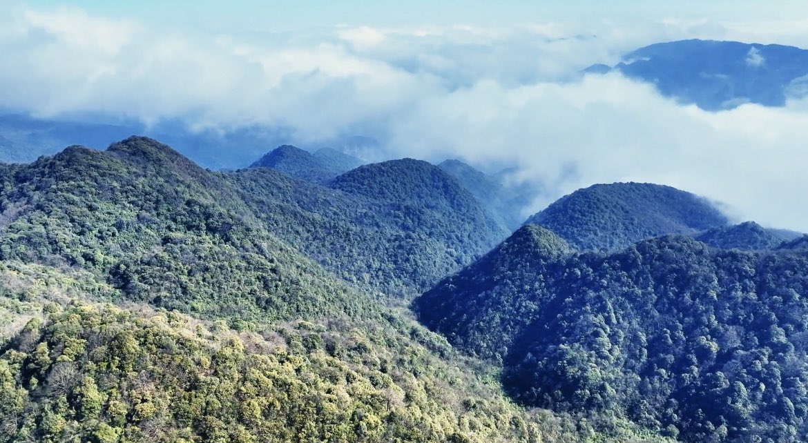 FunZunYi's tweet image. In spring, the broad expanse of Kuankuoshui National Nature Reserve in #guizhou, #china unfolds a vista of lush forests and rolling clouds, where the vibrant green pulse of the season brims with vitality. Let‘s step into this green realm