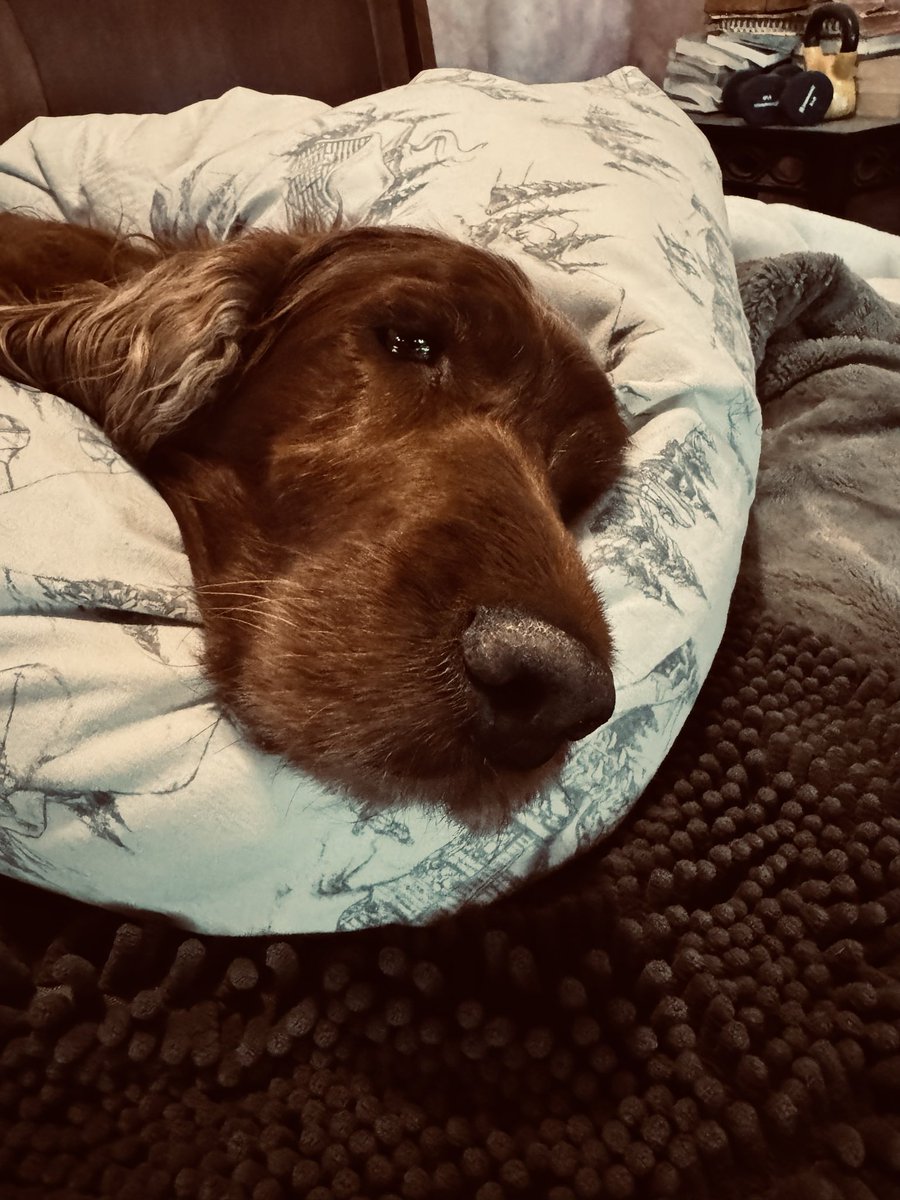 Penny caching a mid day nap … 💤