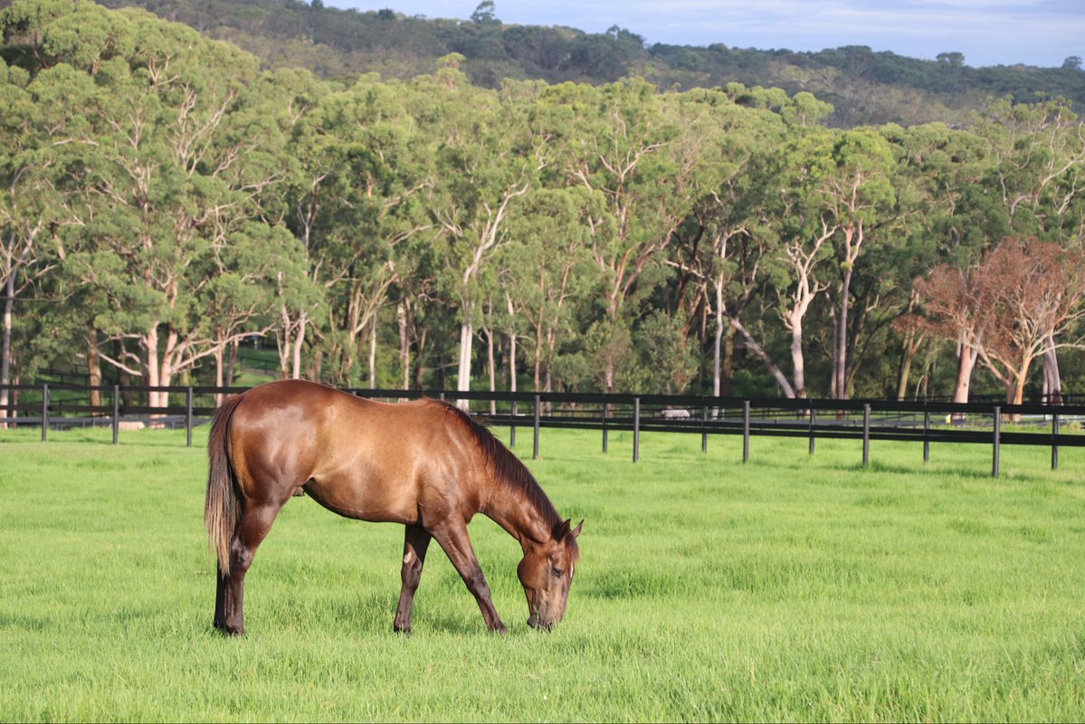 DPR Horsemanship tweet media