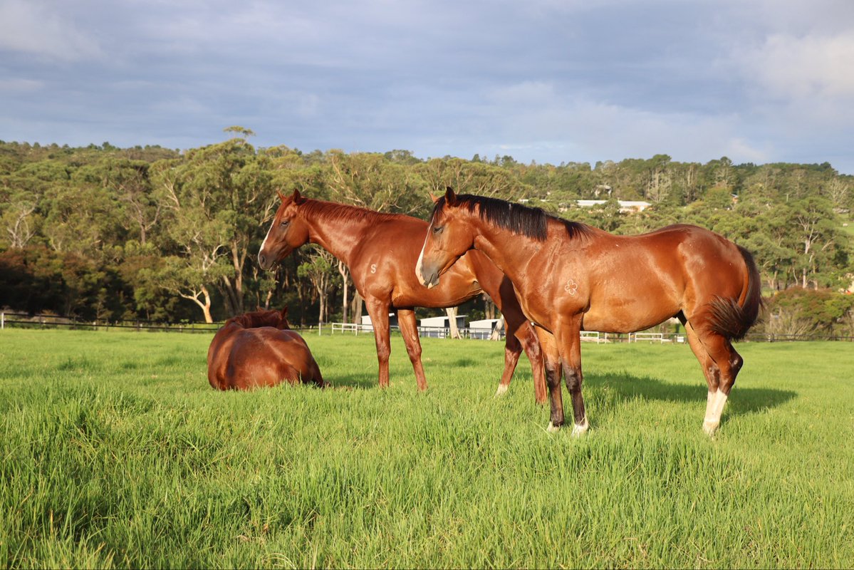 DPR Horsemanship tweet media