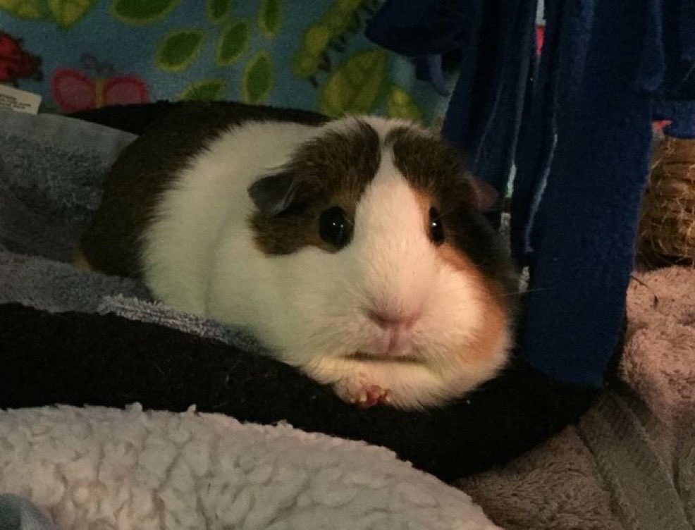 죽을먹자죽을먹자쥑쥑쥑