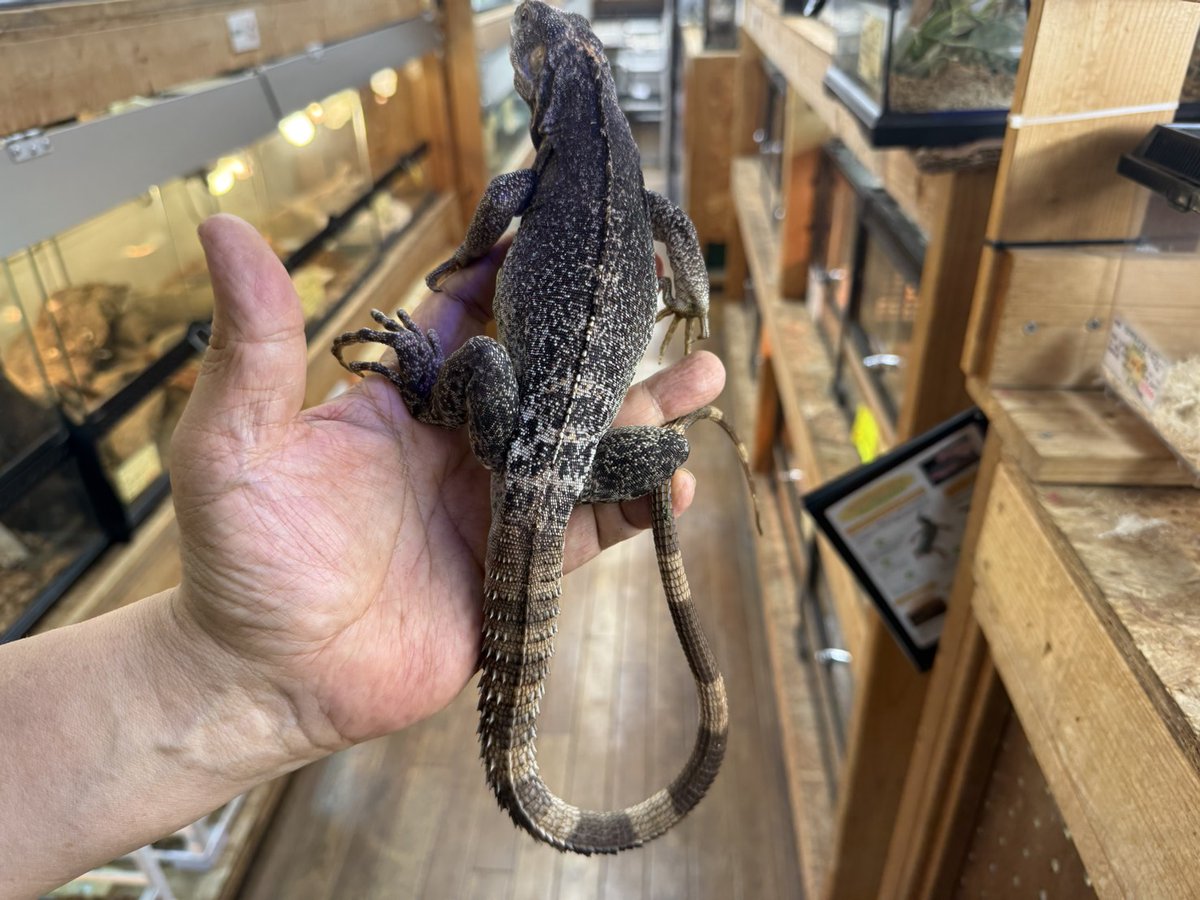 SAURIA守口店 tweet media