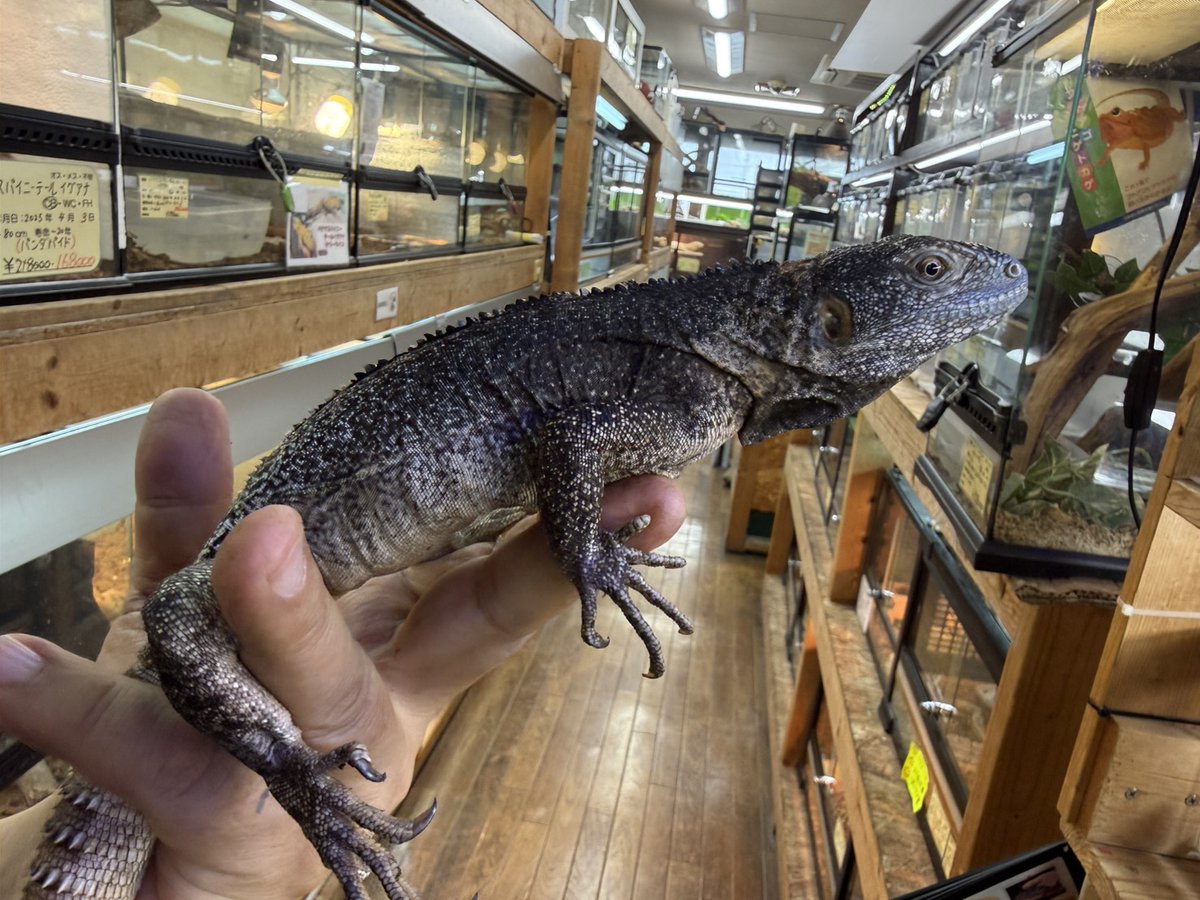 SAURIA守口店 tweet media