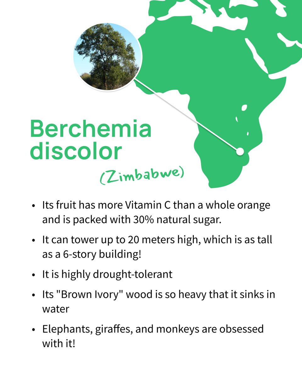 Tree-Nation tweet media