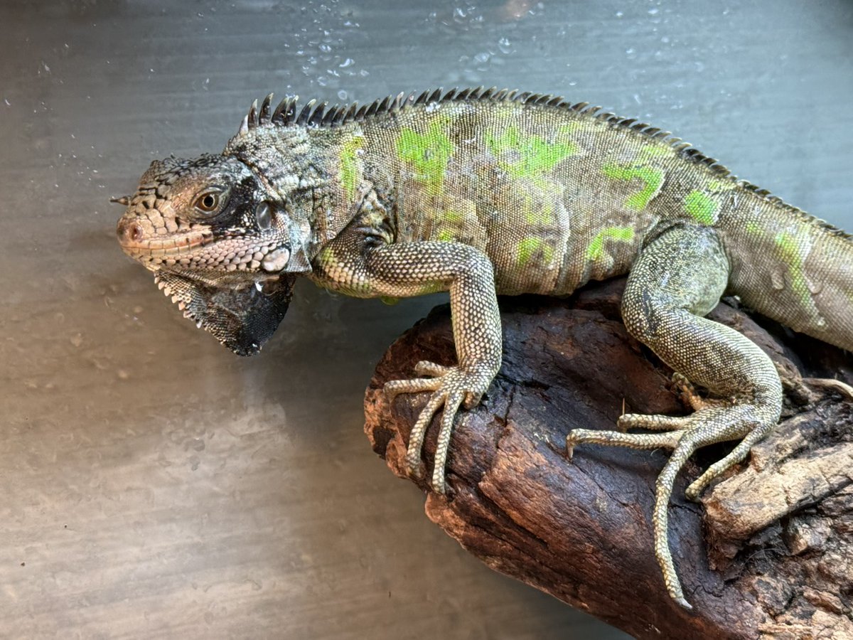 SAURIA守口店 tweet media