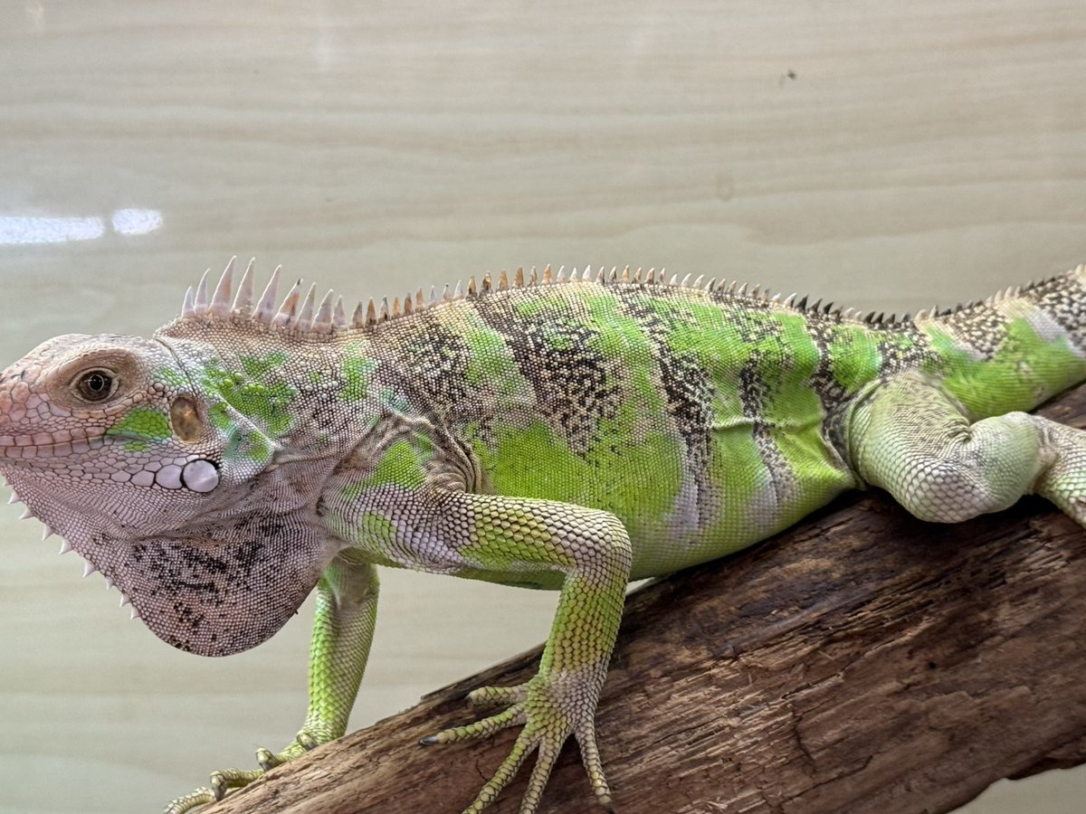 SAURIA守口店 tweet media