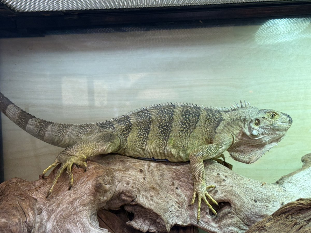 SAURIA守口店 tweet media