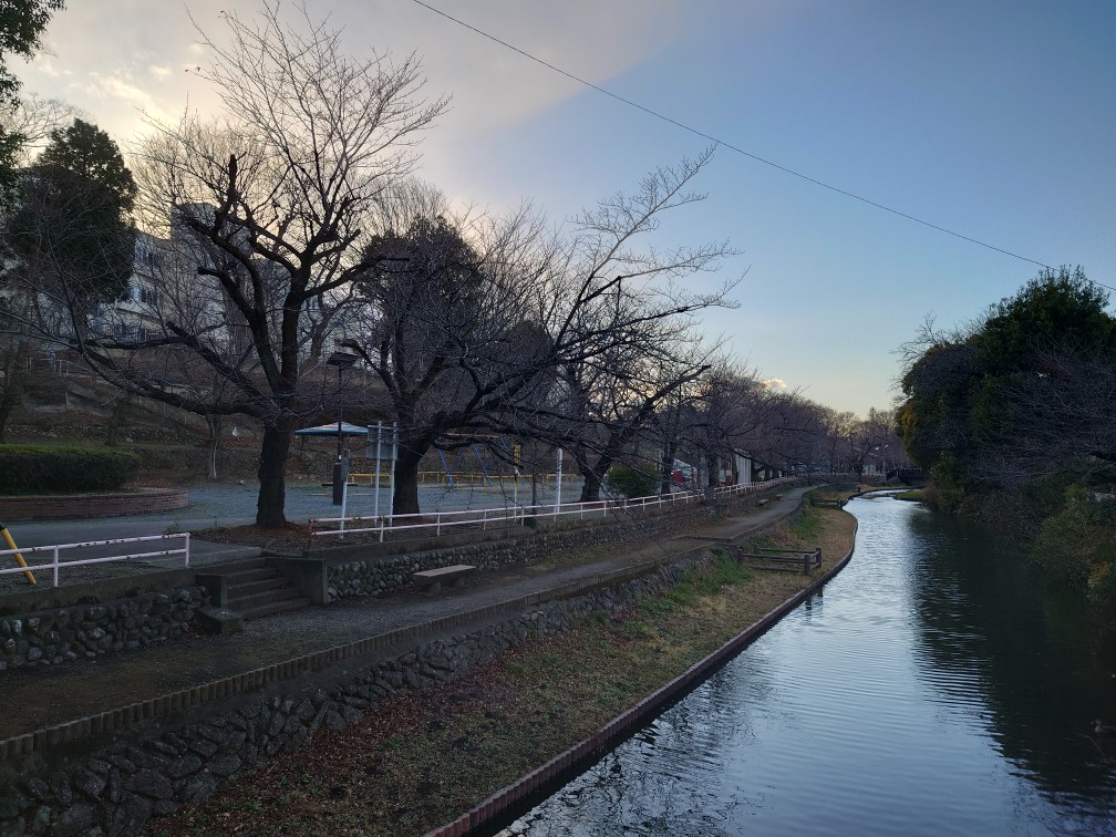 honjobudokan's tweet photo. 【若泉一帯の公園　サクラの開花状況】

若泉一帯の公園にあるサクラの開花状況をお知らせいたします。写真は順番に

・若泉第一公園
・若泉第二公園
・若泉運動公園

となります。サクラはまだ蕾のままです。
 次回は3月17日（火）更新予定です。
（状況により更新頻度が増減することがあります。） https://t.co/qeyMd7GrEb