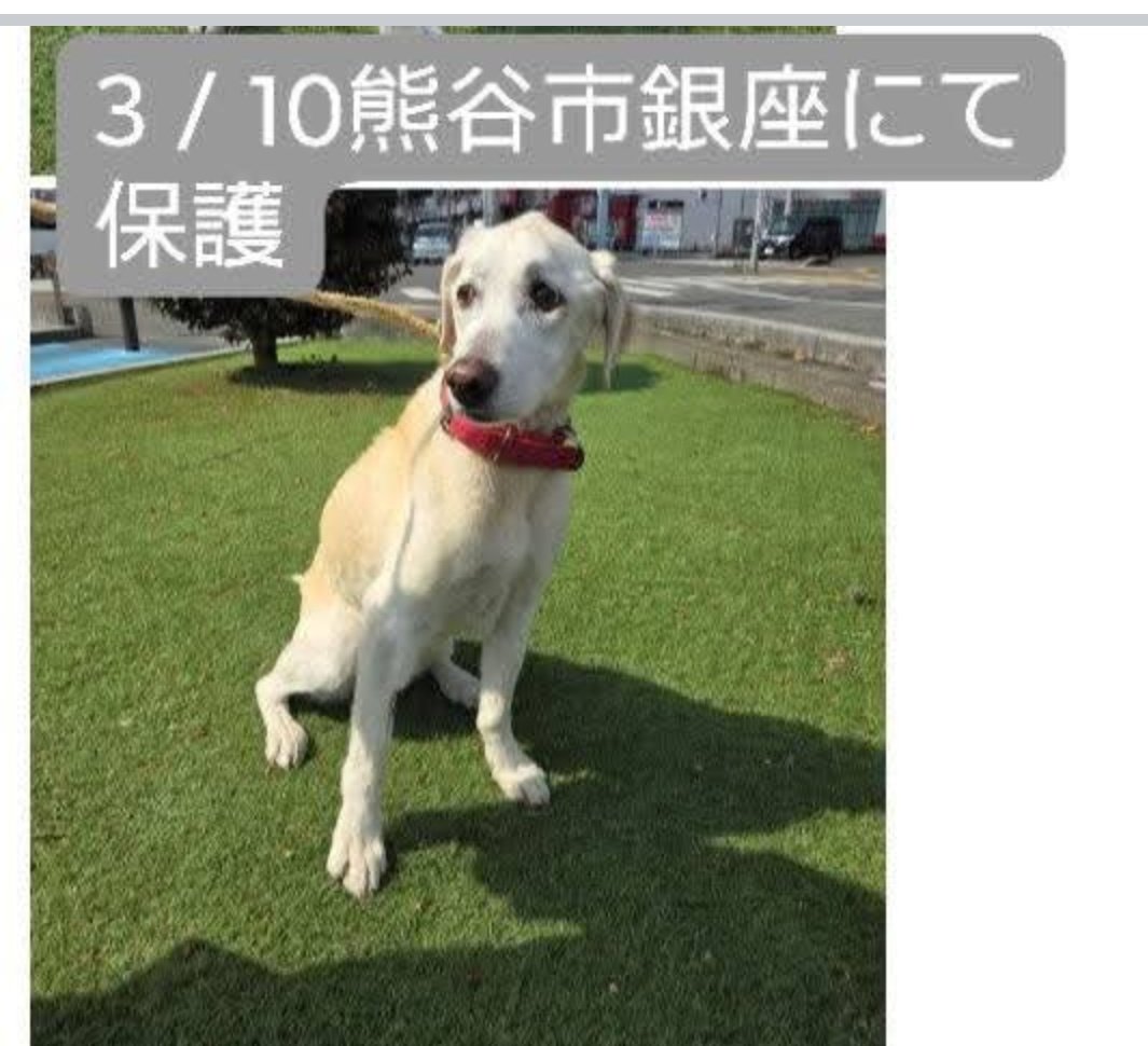 JohnGaku's tweet photo. ＃飼い主を探しています
＃埼玉県保健所収容犬
＃迷い犬
＃迷子犬
＃行方不明犬
＃熊谷市銀座
＃行田市
＃深谷市
＃ラブラドール
＃赤色革製首輪ハート型模様
＃埼玉県熊谷保健所収容犬
TEL048•523•2811 https://t.co/mhLULqkE95