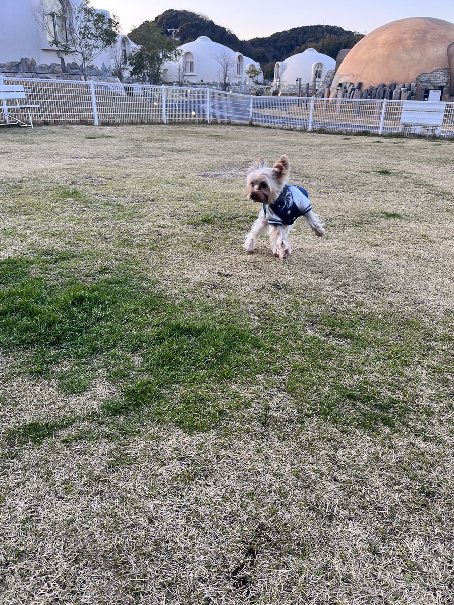 koankiyo's tweet photo. 今日泊まる白浜のトレトレヴィレッジはドッグランもあってうちの犬も楽しんでます。 https://t.co/VxAtcwZ6hk