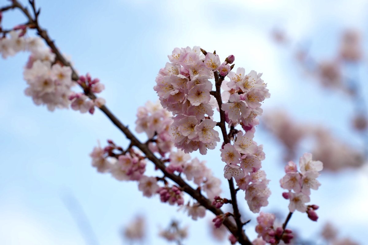 秦野市 tweet media