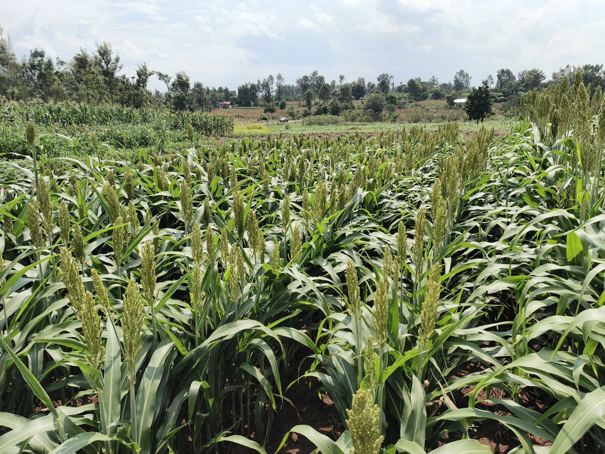 STAKenya's tweet photo. 👏 Shout-out to our exhibitors at the STAK Meru Field Day (6/03/2026)! 🌾 Your innovations and hands-on demos inspired farmers and shared practical knowledge that drives agriculture forward. @cerealgrowerske @CropLifeKenya @AFSTA_Seed https://t.co/BQ6IeJ0mB8